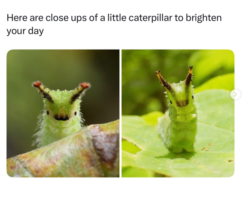 Here are close ups of a little caterpillar to brighten your day