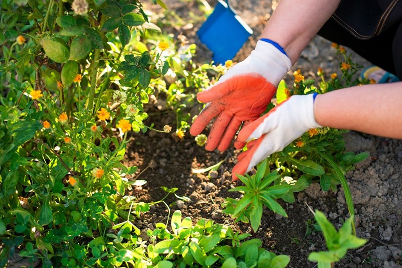 Close-up of hands gardening, highlighting routine yard work on a residential property.