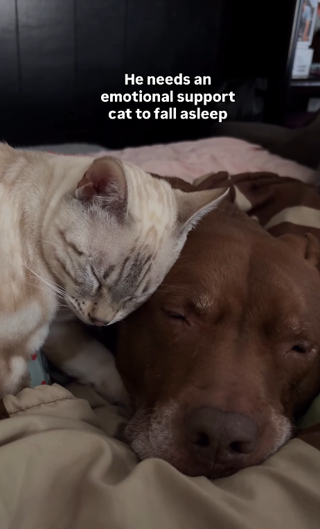 He needs an emotional support cat to fall asleep