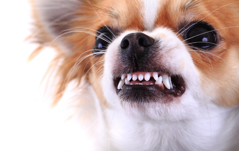 Small aggressive dog face close-up, exposing its teeth.