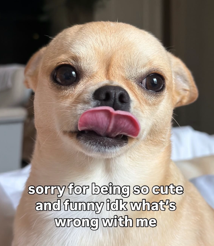 sorry for being so cute and funny idk what's wrong with me