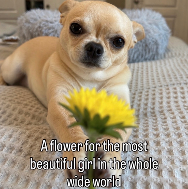 A flower for the most beautiful girl in the whole wide world