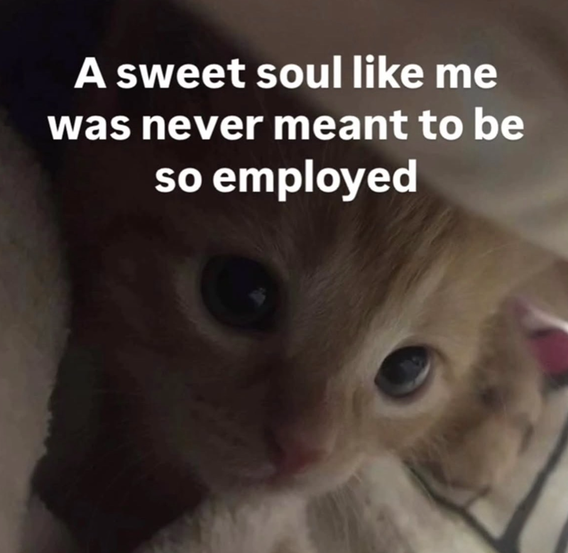 A sweet soul like me was never meant to be so employed