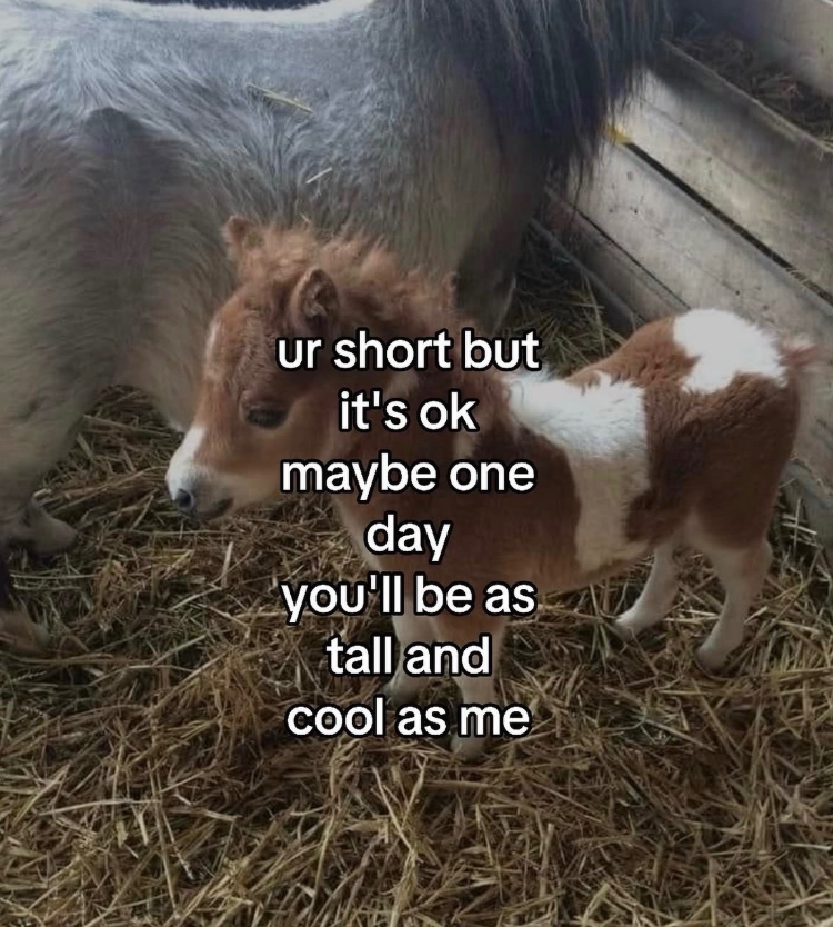 ur short but it's ok maybe one day you'll be as tall and cool as me