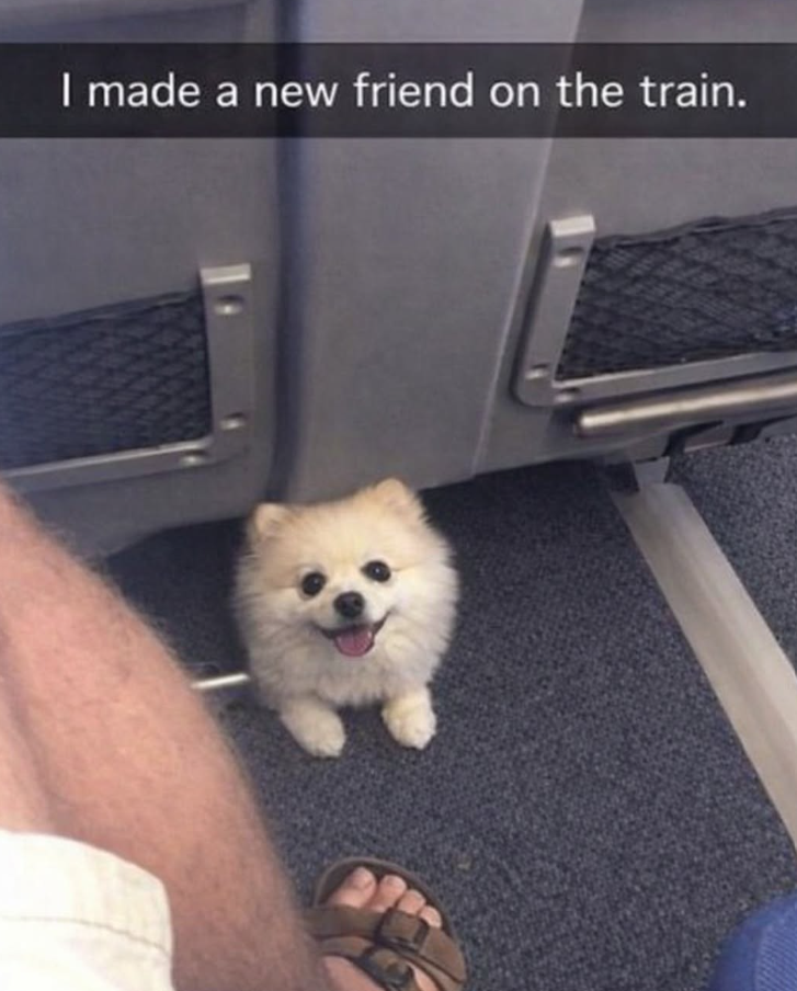 I made a new friend on the train.