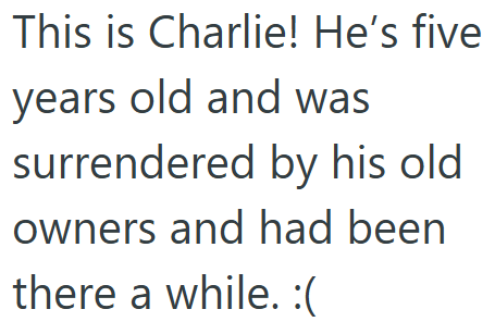 This is Charlie! He's five years old and was surrendered by his old owners and had been there a while. :(