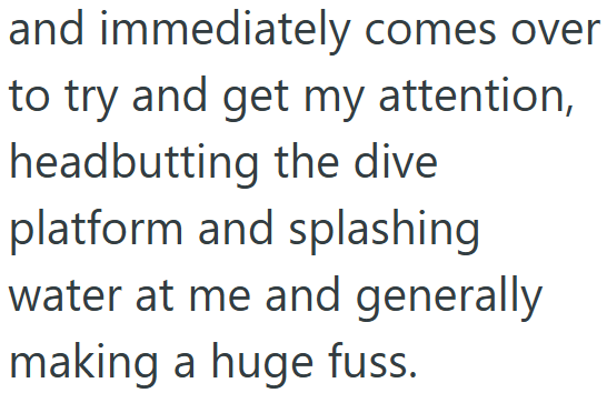 and immediately comes over to try and get my attention, headbutting the dive platform and splashing water at me and generally making a huge fuss.