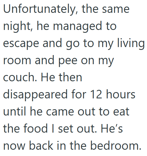 Unfortunately, the same night, he managed to escape and go to my living room and pee on my couch. He then disappeared for 12 hours until he came out to eat the food I set out. He's now back in the bedroom.