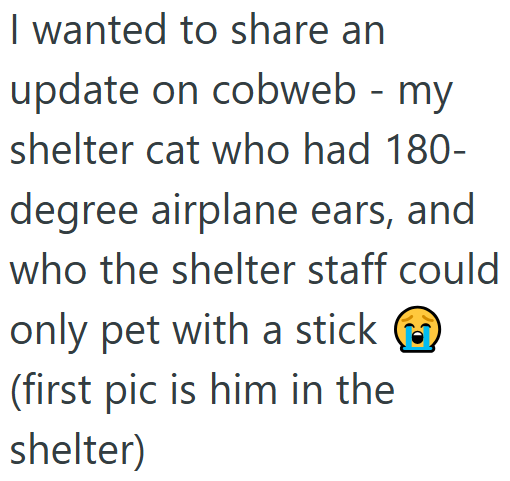 I wanted to share an update on cobweb - my shelter cat who had 180- degree airplane ears, and who the shelter staff could only pet with a stickKCD_O (first pic is him in the shelter)