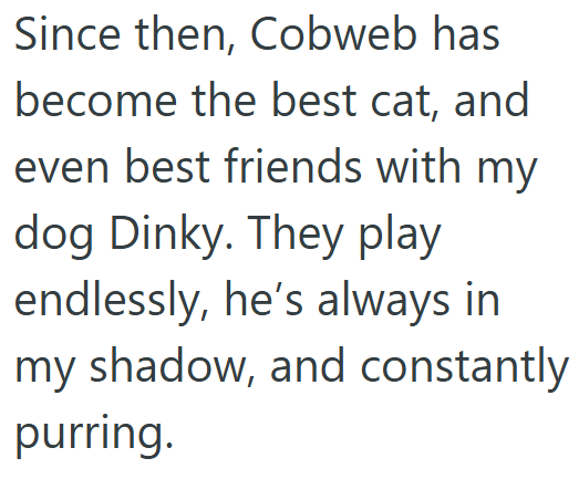 Since then, Cobweb has become the best cat, and even best friends with my dog Dinky. They play endlessly, he's always in my shadow, and constantly purring.