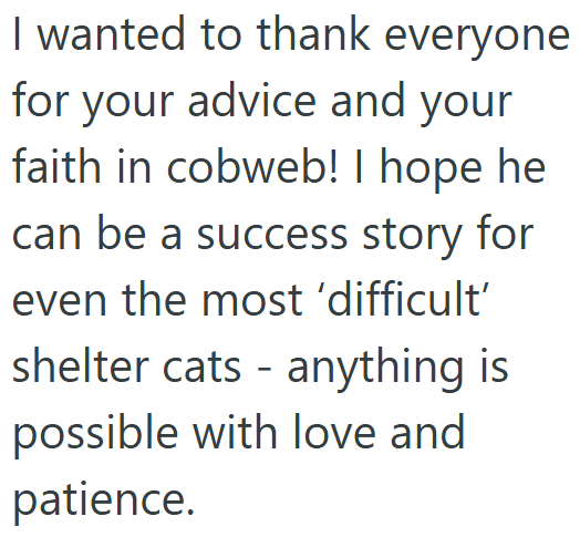 I wanted to thank everyone for your advice and your faith in cobweb! I hope he can be a success story for even the most 'difficult' shelter cats anything is - possible with love and patience.