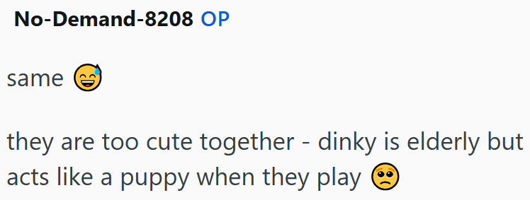 No-Demand-8208 OP same e they are too cute together - dinky is elderly but acts like a puppy when they play