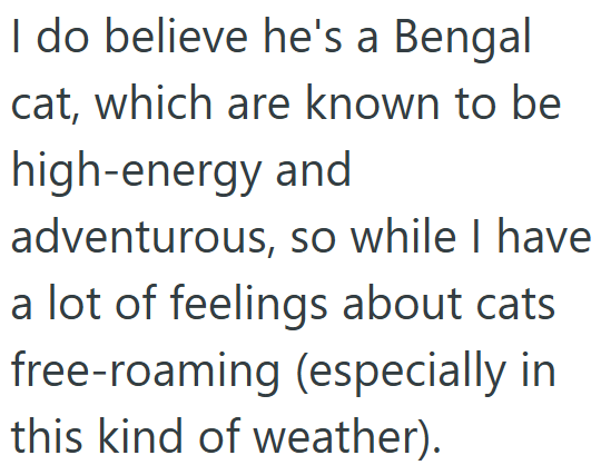 I do believe he's a Bengal cat, which are known to be high-energy and adventurous, so while I have a lot of feelings about cats free-roaming (especially in this kind of weather).