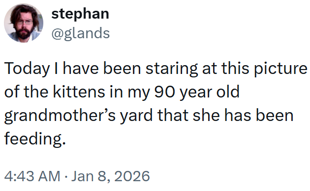 stephan @glands Today I have been staring at this picture of the kittens in my 90 year old grandmother's yard that she has been feeding. 4:43 AM Jan 8, 2026