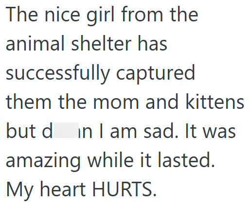 The nice girl from the animal shelter has successfully captured them the mom and kittens but din I am sad. It was amazing while it lasted. My heart HURTS.
