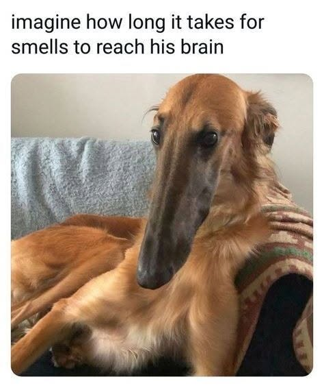 imagine how long it takes for smells to reach his brain