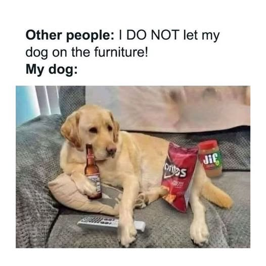 Other people: I DO NOT let my dog on the furniture! My dog: ontes Jif