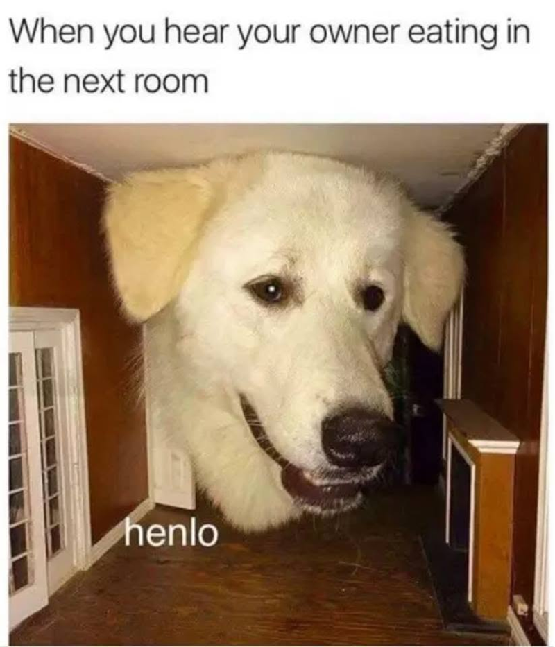 When you hear your owner eating in the next room henlo