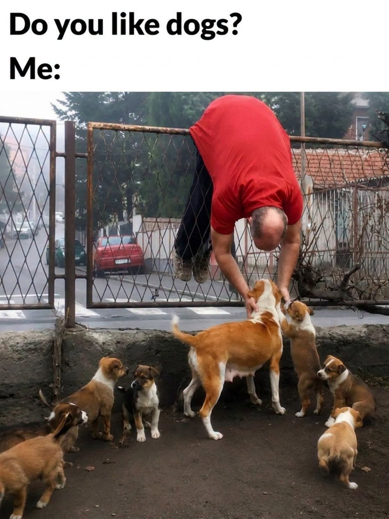 Do you like dogs? Me: