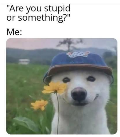 "Are you stupid or something?" Me: