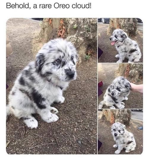 Behold, a rare Oreo cloud!