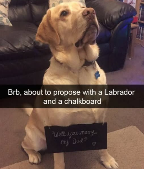 Brb, about to propose with a Labrador and a chalkboard Well you marry my, Dud?