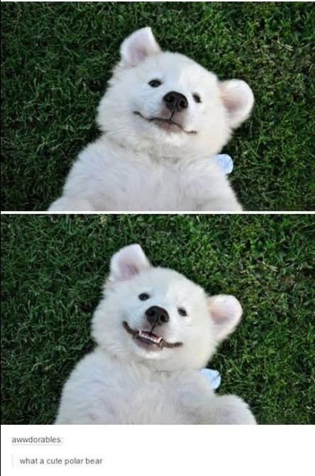 awwdorables: what a cute polar bear