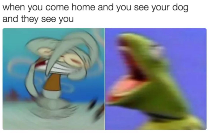 when you come home and you see your dog and they see you