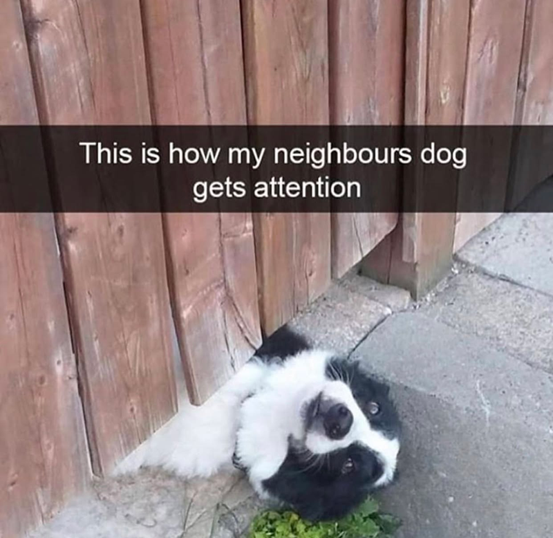 This is how my neighbours dog gets attention