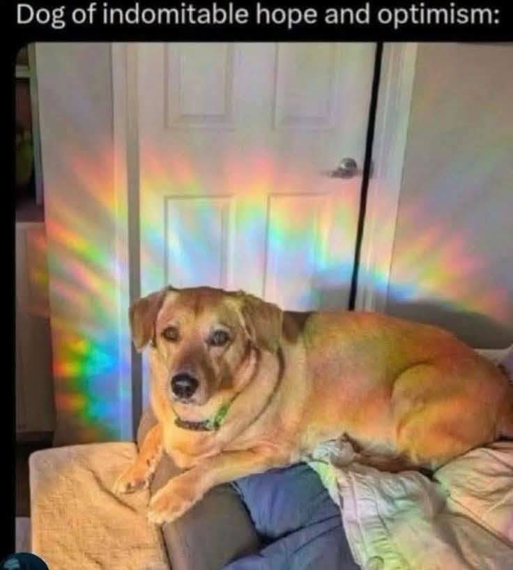 Dog of indomitable hope and optimism: