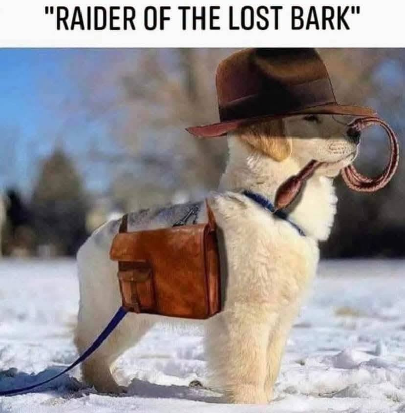 "RAIDER OF THE LOST BARK"