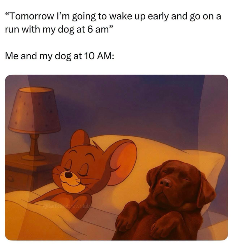 "Tomorrow I'm going to wake up early and go on a run with my dog at 6 am" Me and my dog at 10 AM: @tankthebrownlab