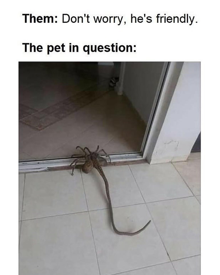 Them: Don't worry, he's friendly. The pet in question: