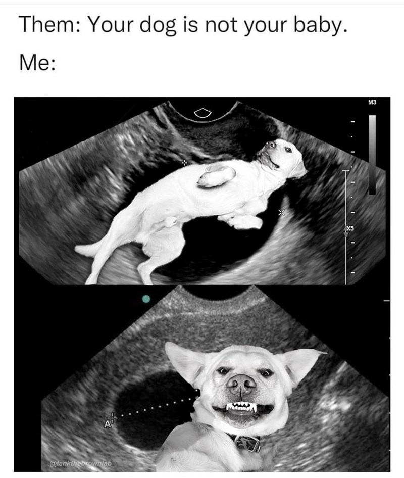 Them: Your dog is not your baby. Me: @tankthebrownlab X3 M3