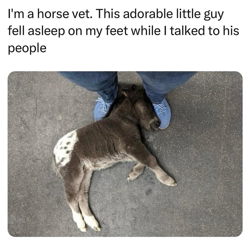 I'm a horse vet. This adorable little guy fell asleep on my feet while I talked to his people