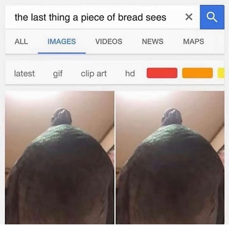 the last thing a piece of bread sees × a ALL IMAGES VIDEOS NEWS MAPS latest gif clip art hd