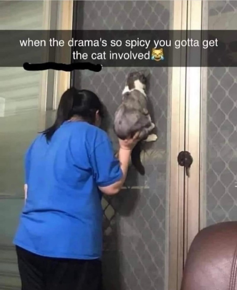 when the drama's so spicy you gotta get the cat involved.
