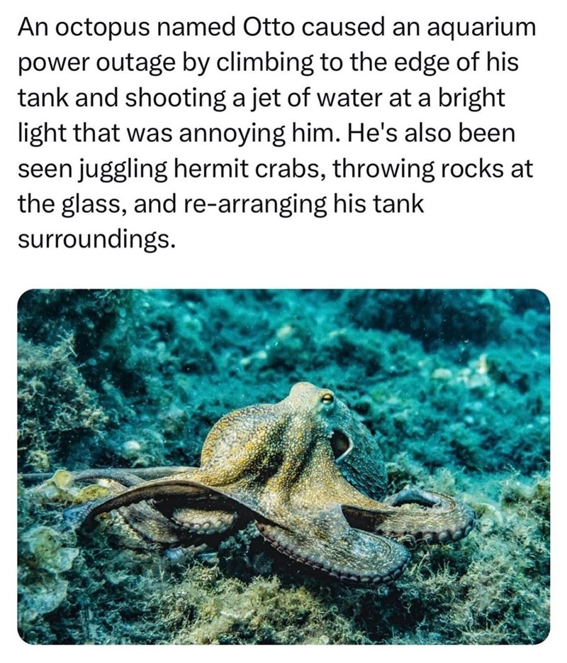 An octopus named Otto caused an aquarium power outage by climbing to the edge of his tank and shooting a jet of water at a bright light that was annoying him. He's also been seen juggling hermit crabs, throwing rocks at the glass, and re-arranging his tank surroundings.