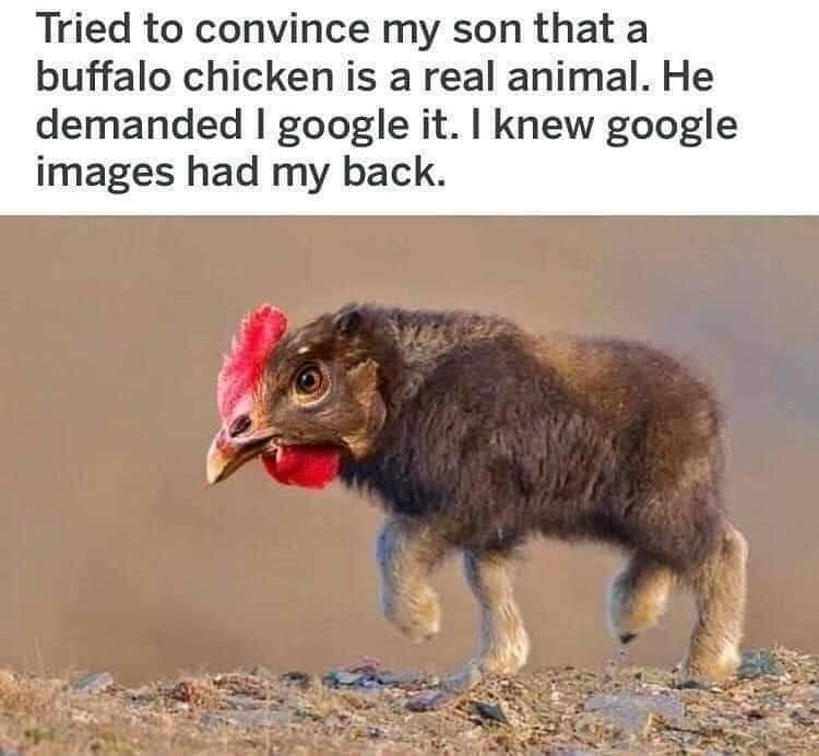 Tried to convince my son that a buffalo chicken is a real animal. He demanded I google it. I knew google images had my back.