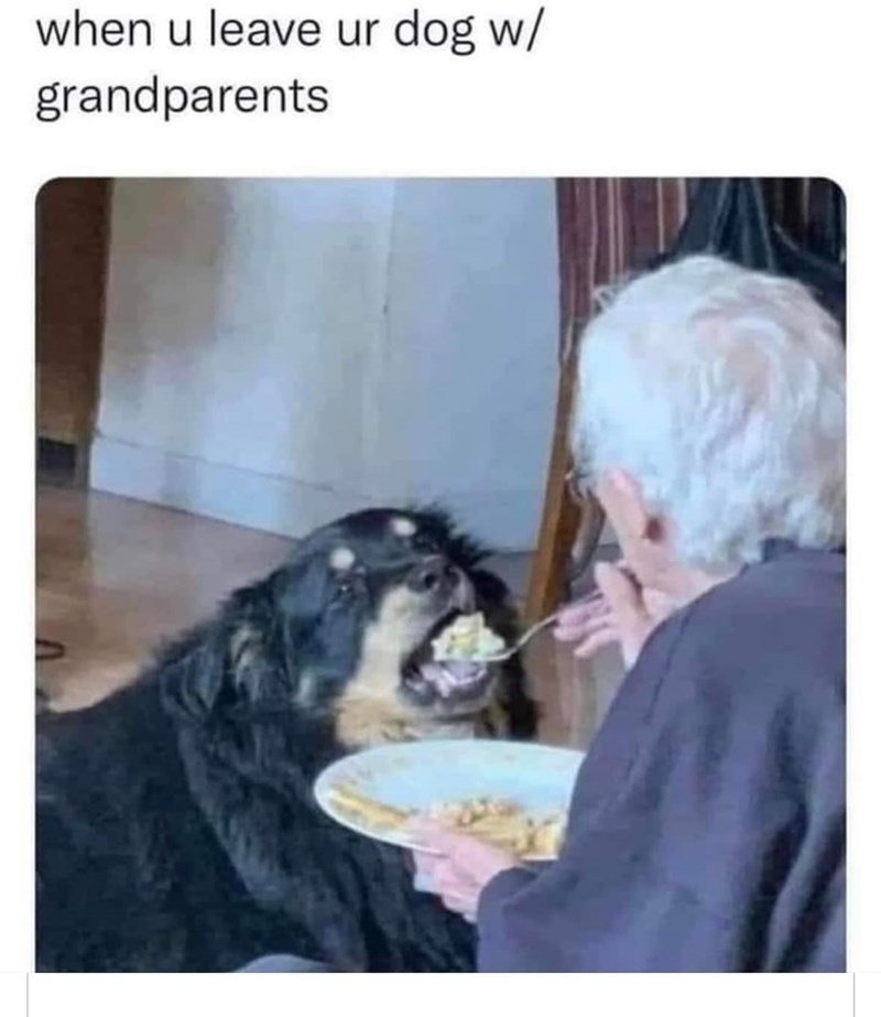 when u leave ur dog w/ grandparents