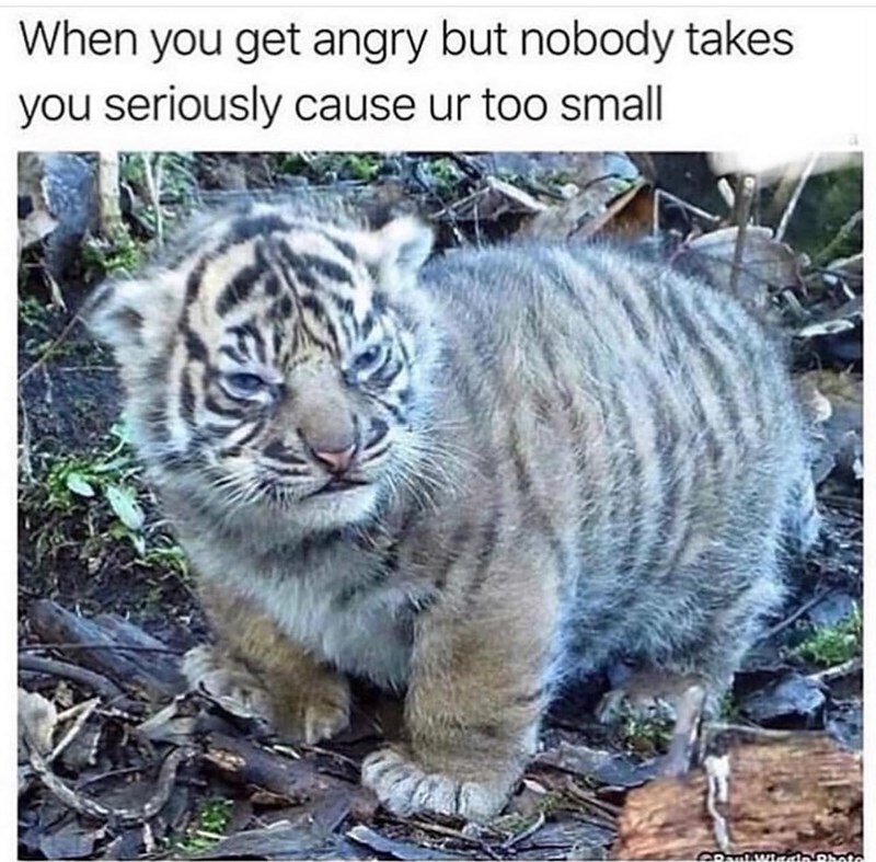 When you get angry but nobody takes you seriously cause ur too small Paul Wiggio Photo
