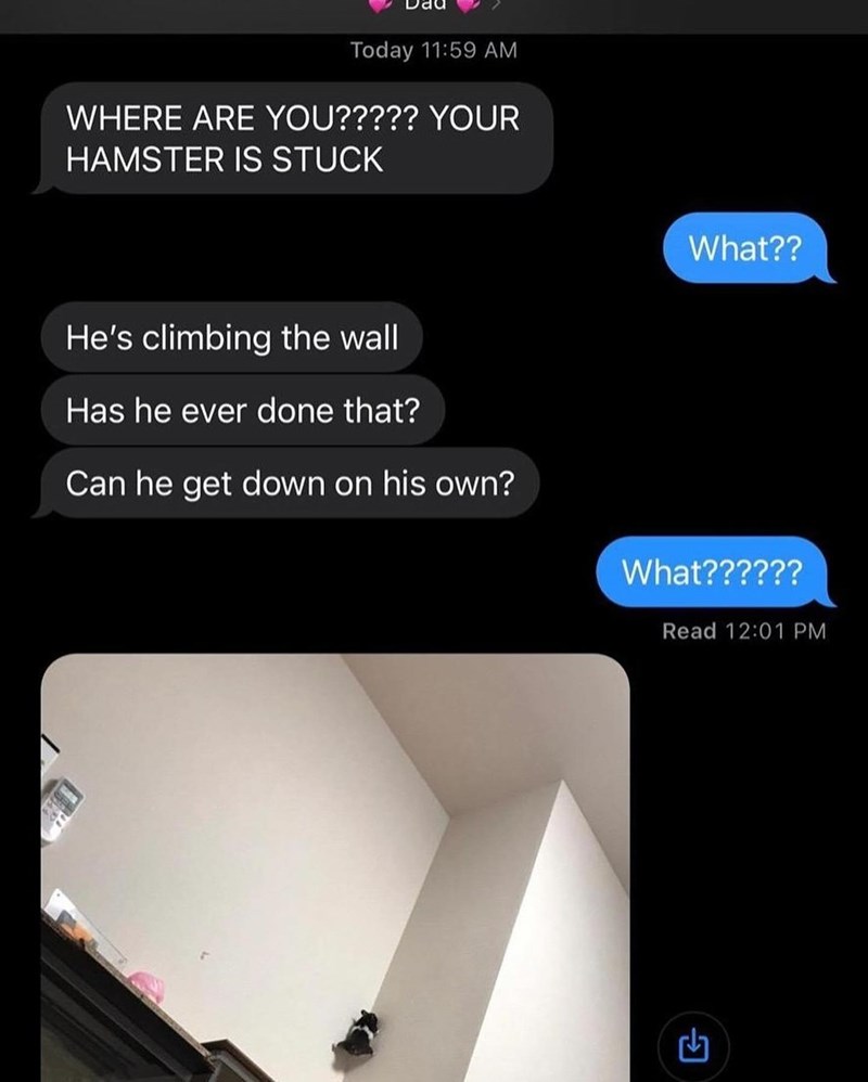 Today 11:59 AM WHERE ARE YOU????? YOUR HAMSTER IS STUCK What?? He's climbing the wall Has he ever done that? Can he get down on his own? What?????? Read 12:01 PM
