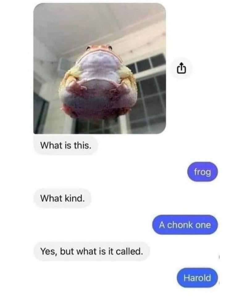 What is this. What kind. < frog Yes, but what is it called. A chonk one Harold