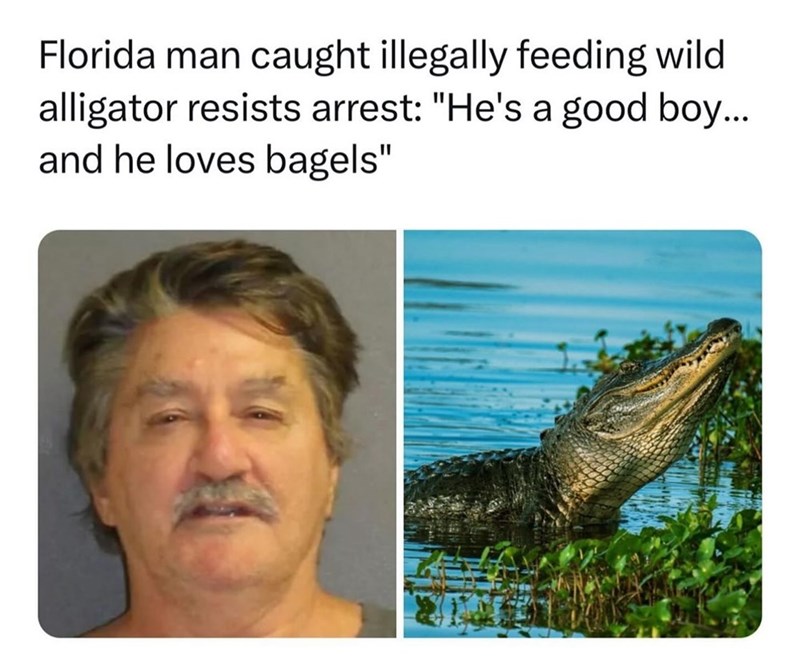 Florida man caught illegally feeding wild alligator resists arrest: "He's a good boy.... and he loves bagels"