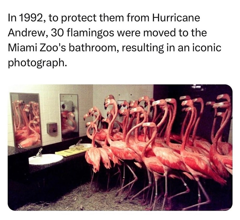 In 1992, to protect them from Hurricane Andrew, 30 flamingos were moved to the Miami Zoo's bathroom, resulting in an iconic photograph.