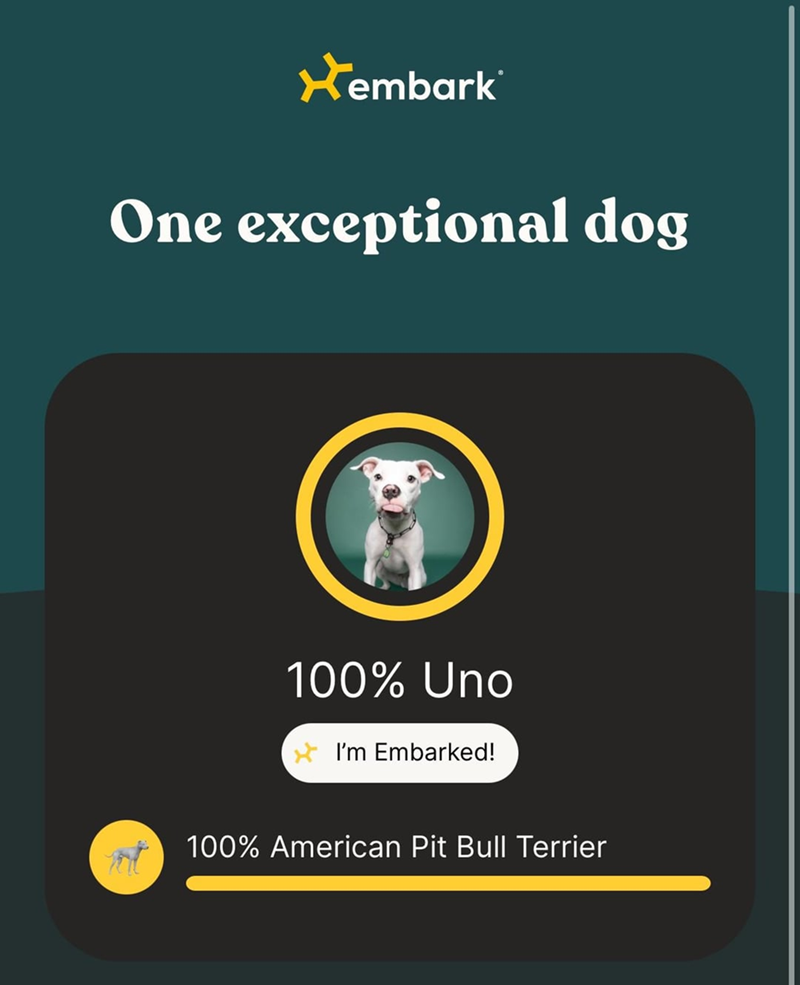 ✓ embark One exceptional dog 100% Uno I'm Embarked! 100% American Pit Bull Terrier