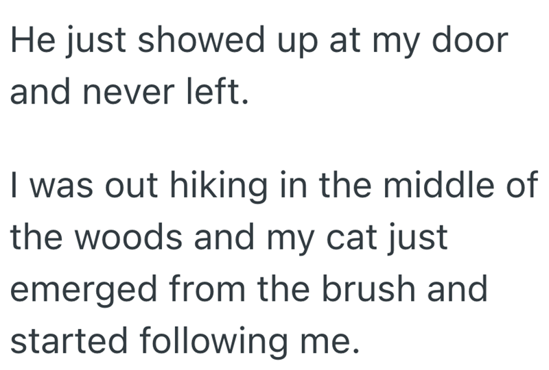 He just showed up at my door and never left. I was out hiking in the middle of the woods and my cat just emerged from the brush and started following me.