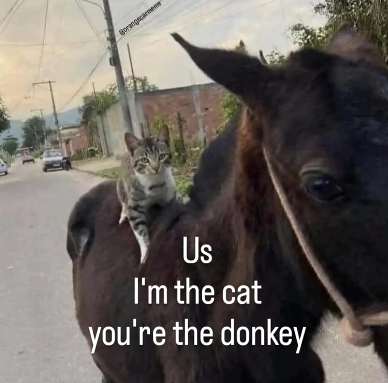 Borangecarmeme Us I'm the cat you're the donkey
