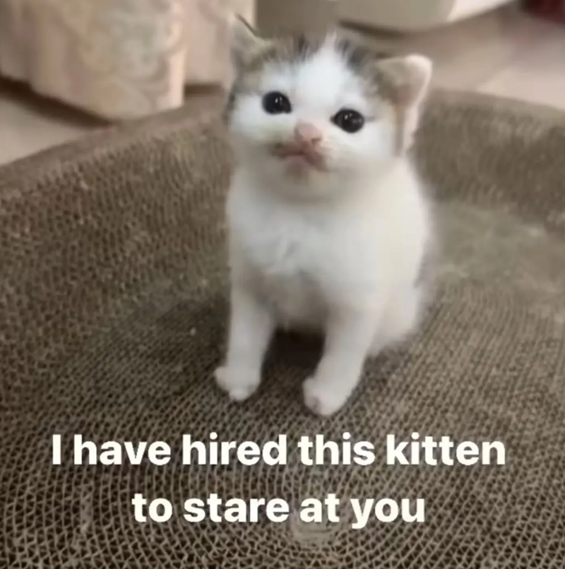 I have hired this kitten to stare at you
