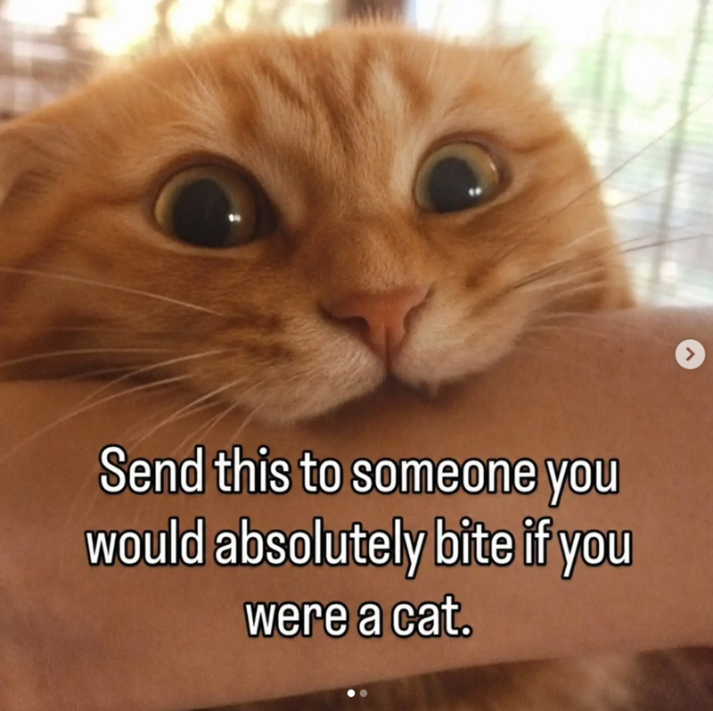 Send this to someone you would absolutely bite if you were a cat.
